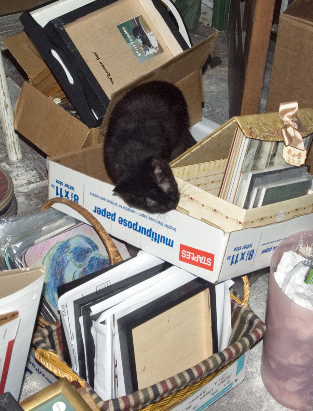 black cat in boxes