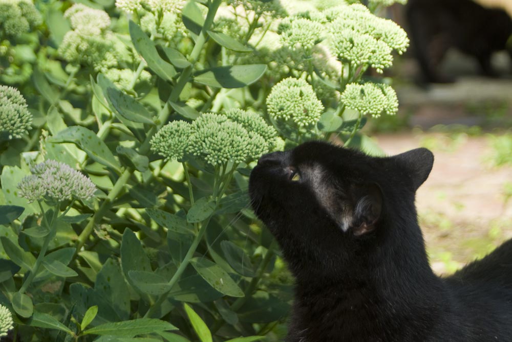 black cat sniffing autumn joy sedum