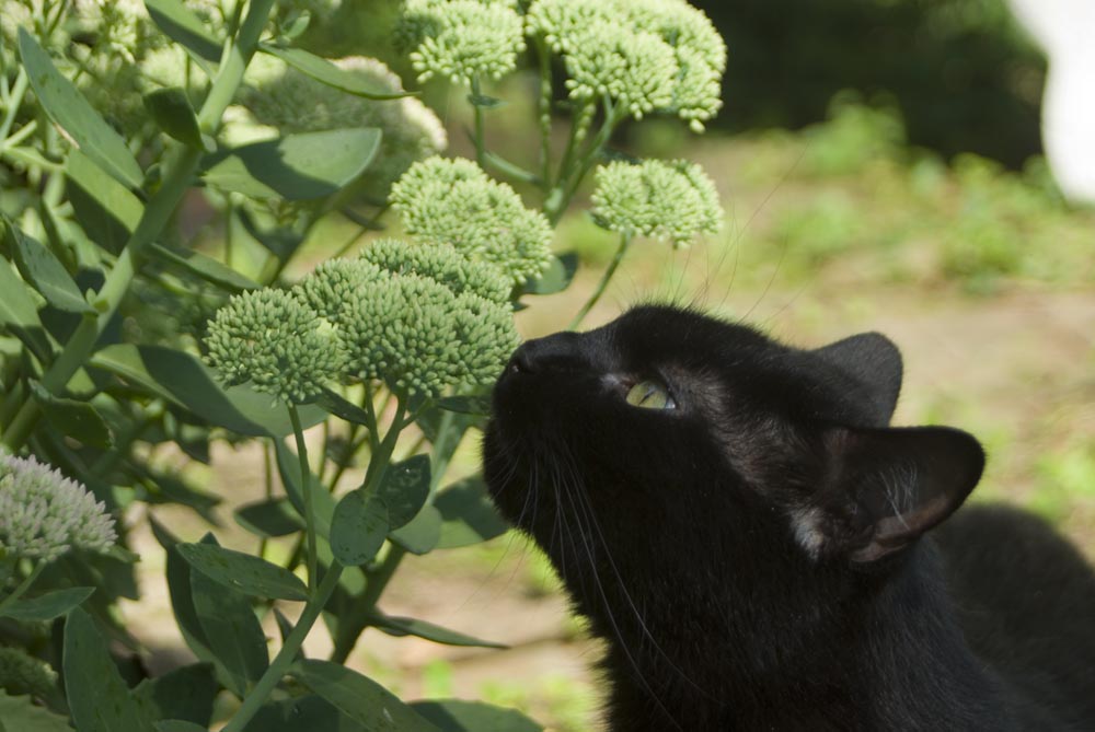 black cat sniffing autumn joy sedum