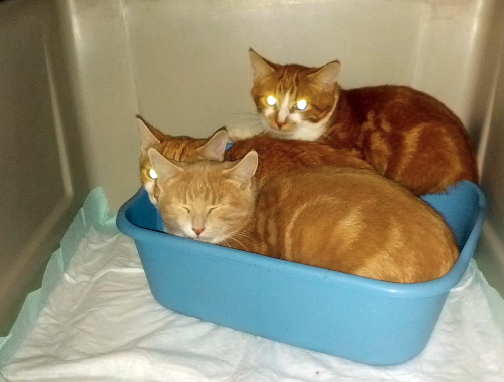 three orange cats