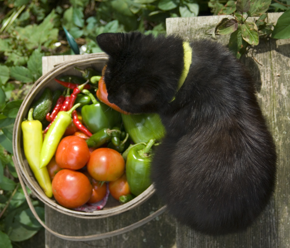 black cat with basket of vegetables.