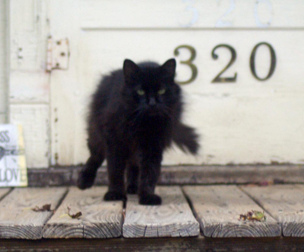longharied black cat