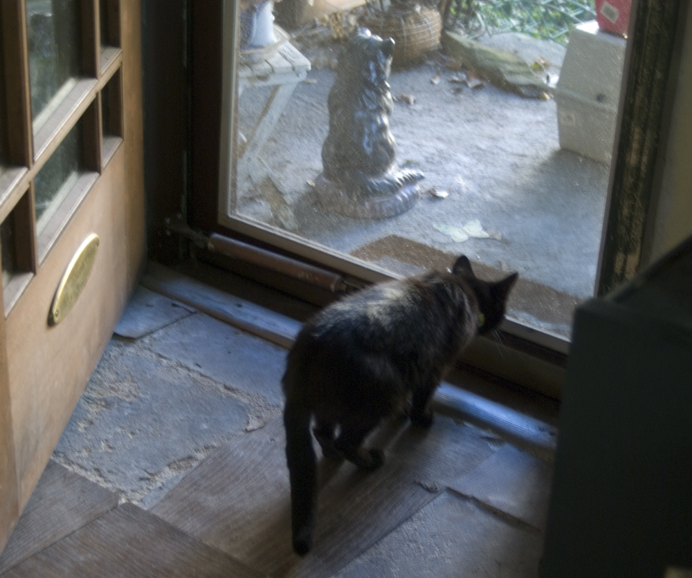 black cat looking out door.