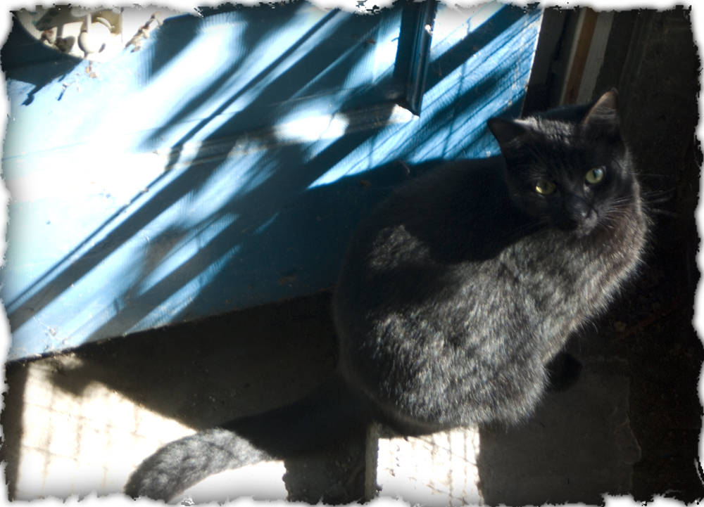 black cat in front of blue door.