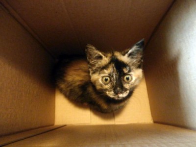 tortie kitten in box