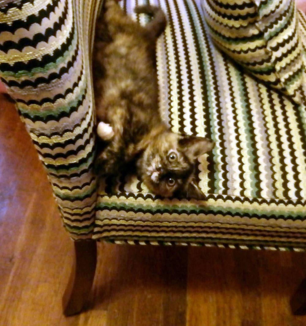tortie kitten on couch