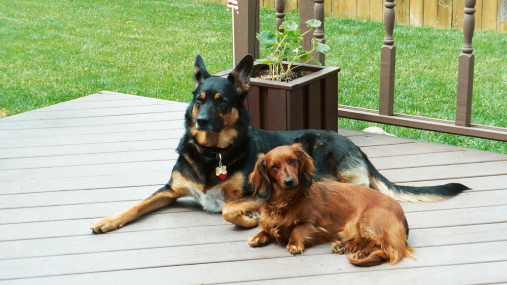 two dogs on a deck