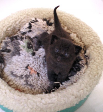 black kitten in cat bed