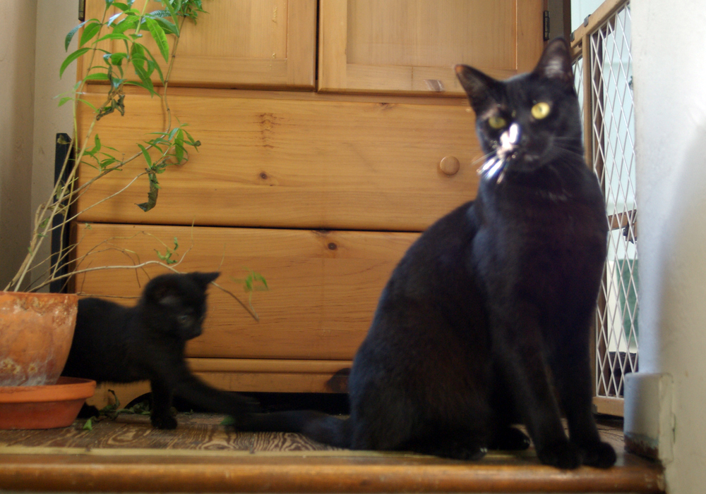 black cat with black kitten