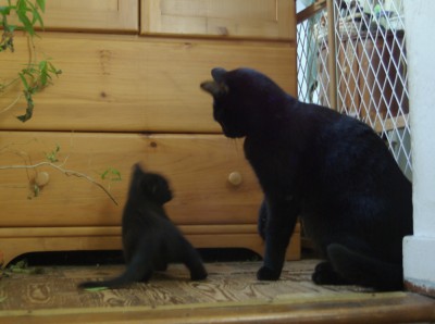 black cat with black kitten