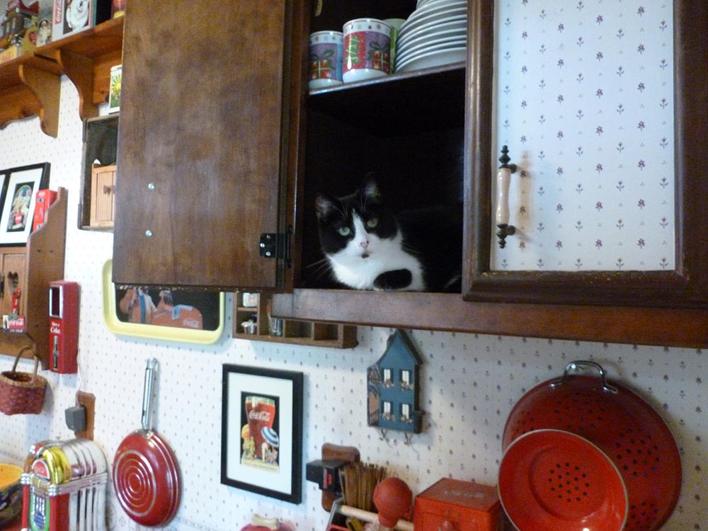 black and white cat in cabinet