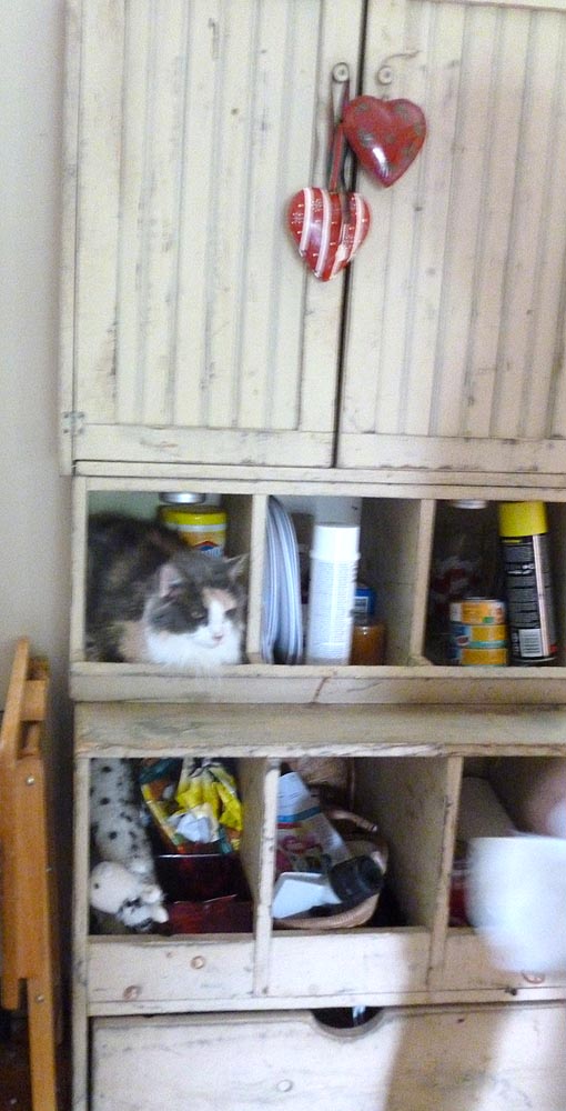 dilute calico in shelving