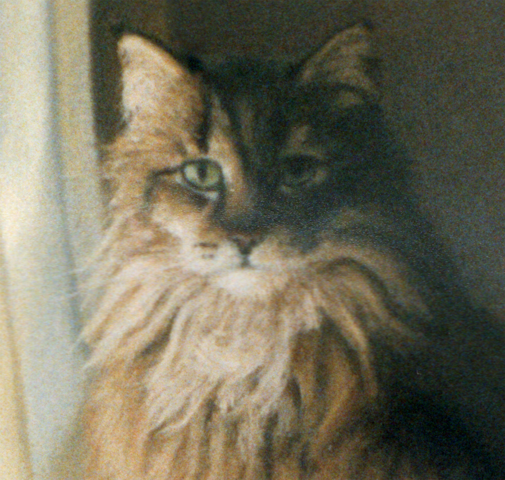 detail of pastel portrait of long-haired tabby