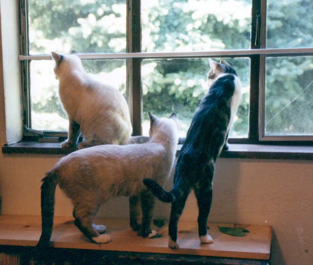 Something very interesting in the spruce; for some reason I've always loved this photo. three cats looking out window