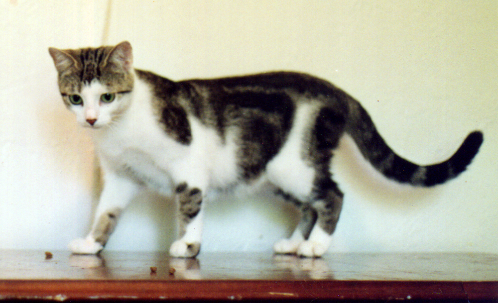 tabby and white cat