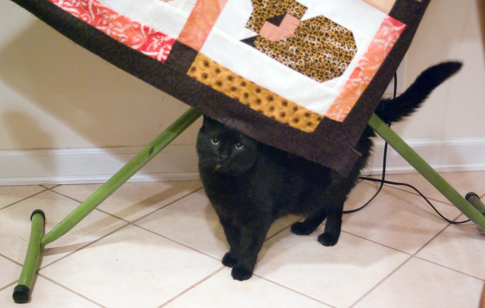 black cat under quilt