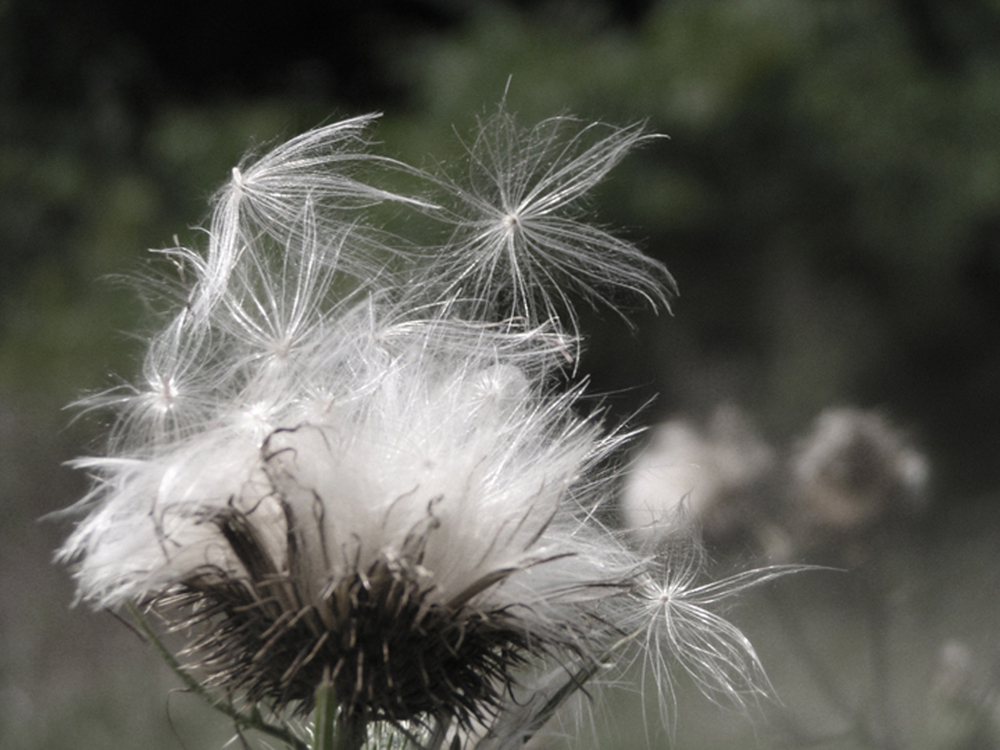 thistle seeds