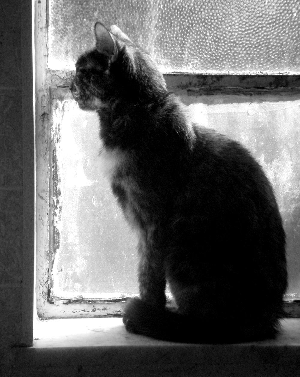 cat on windowsill