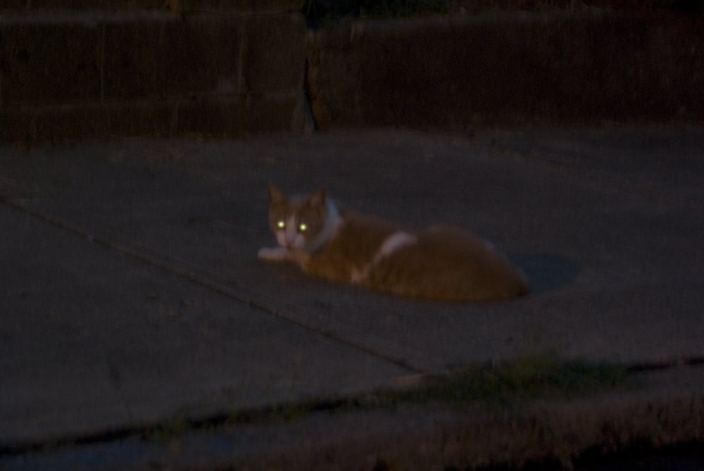 orange and white cat in the dark with glowing eyes