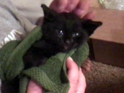 black kitten in green towel