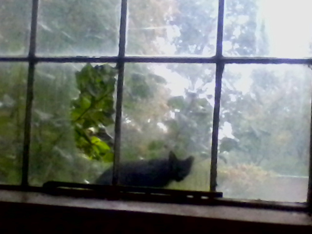 black cat outside broken window
