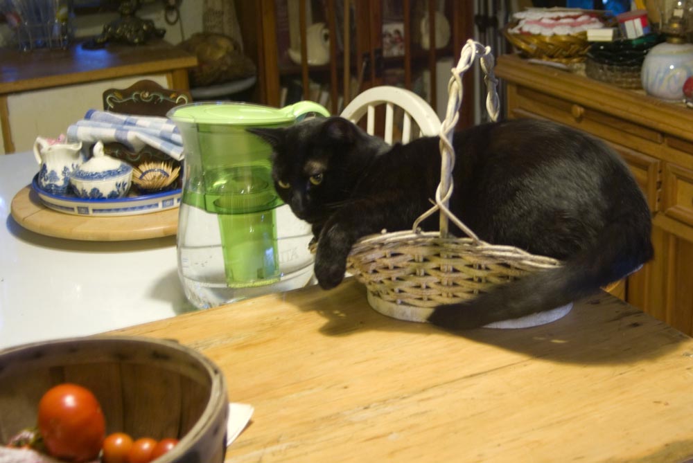 black cat in white basket