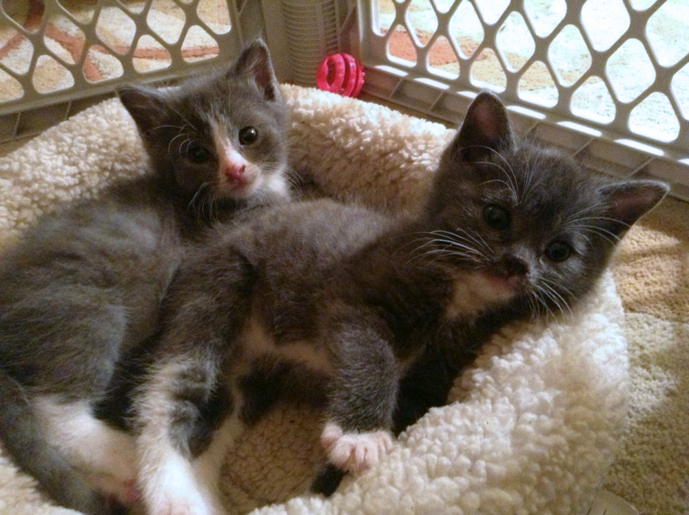 Two little rescued sweeties will be looking for a home.