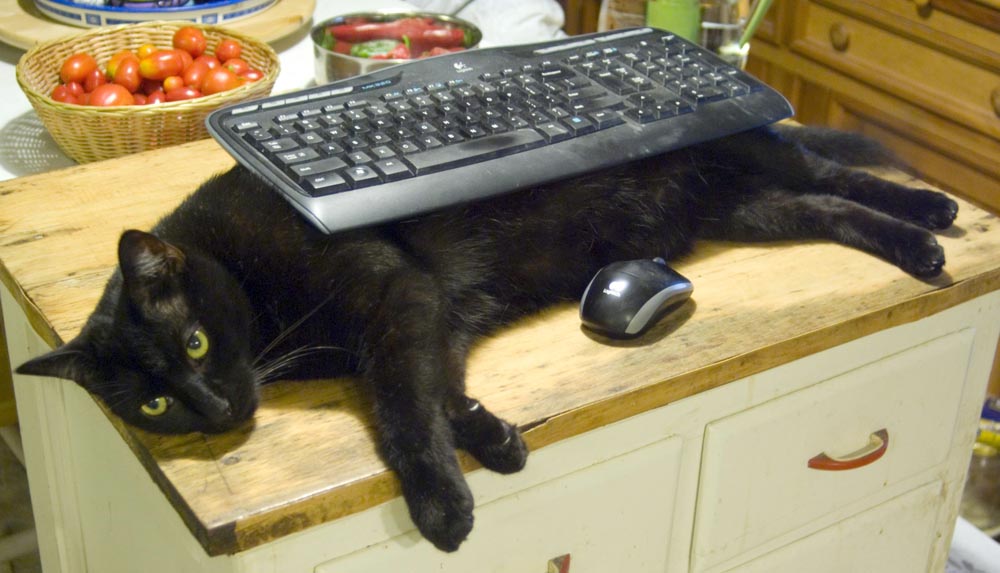 black cat with keyboard