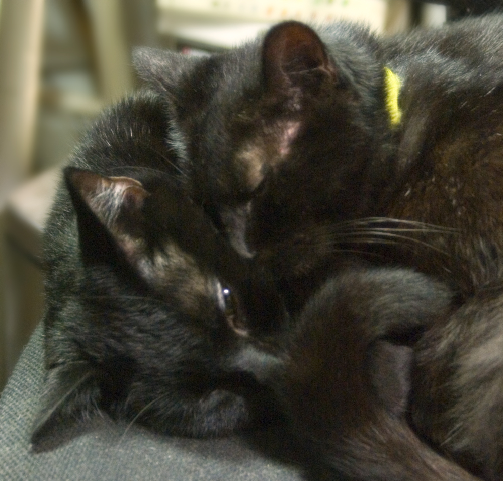 two black cats.