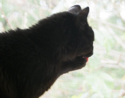 Black cat washing face.