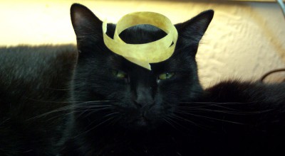 black cat wiht tape on head