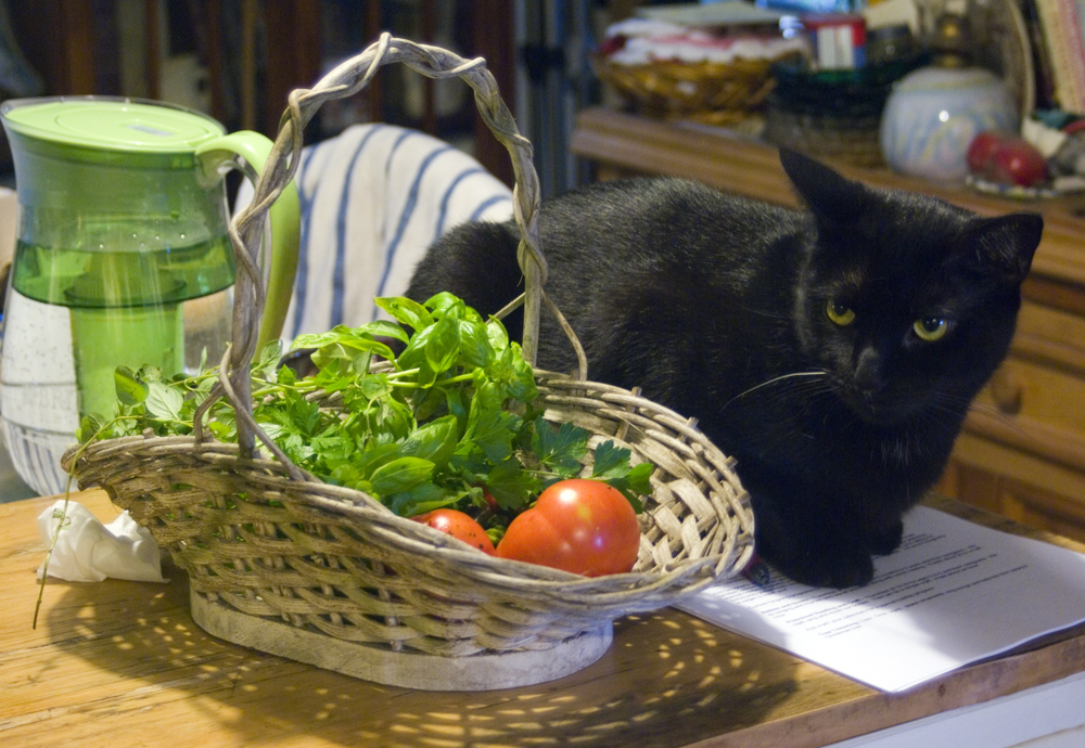 black cat by basket with herbs and vegetables