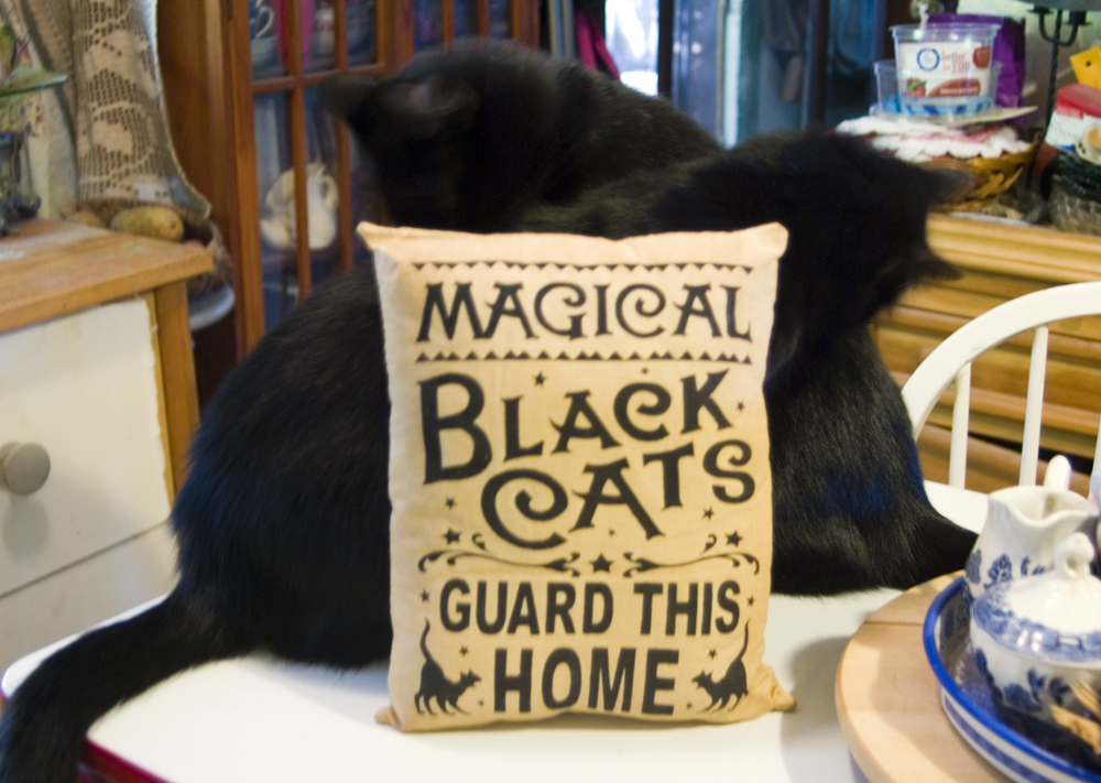 two black cats with pillow