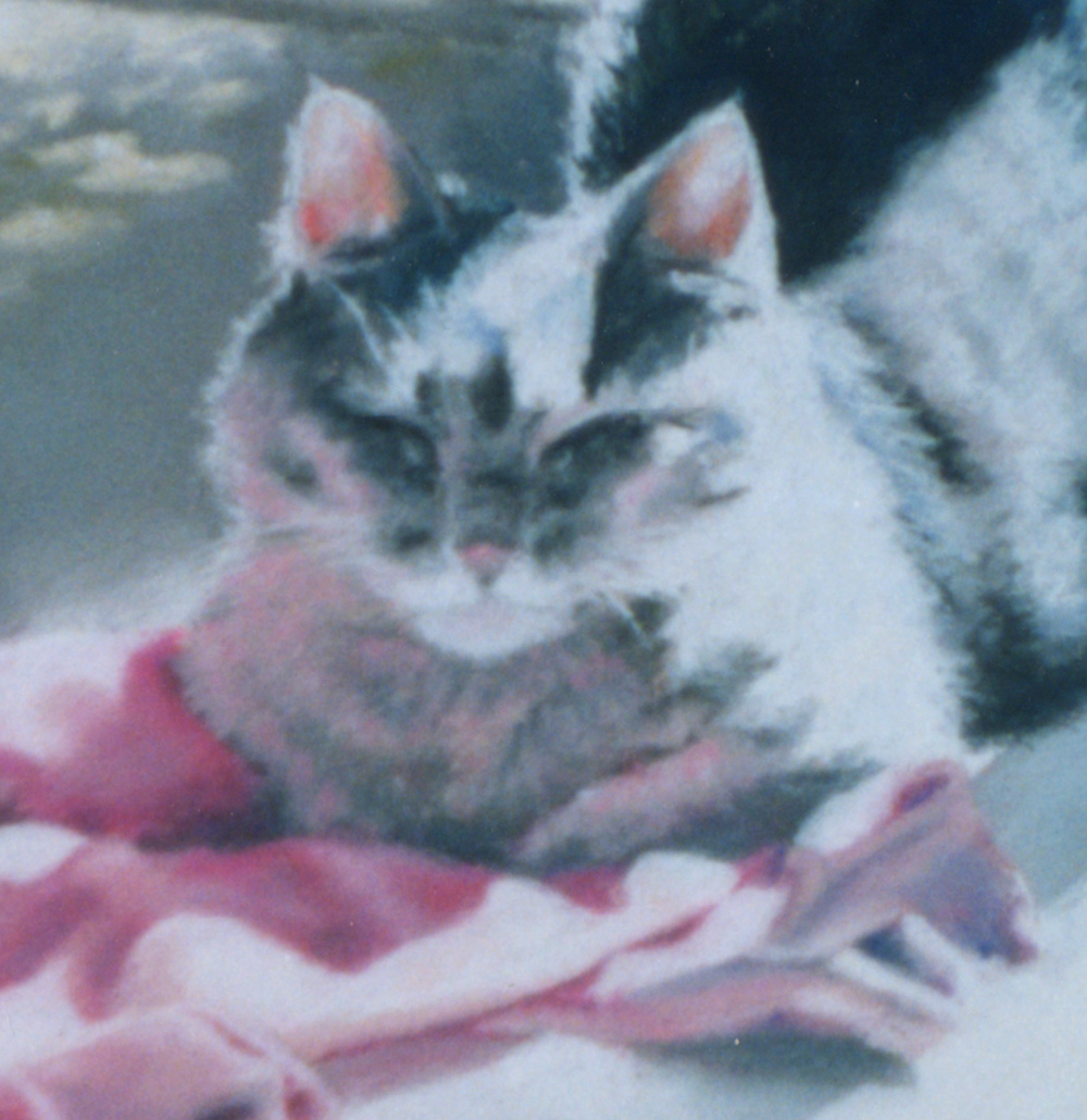 portrait of gray cat with pink sweater