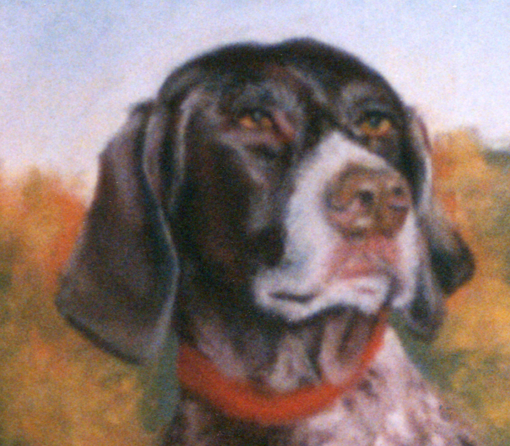 detail of pastel portrait of portrait of german short-haired pointer dog