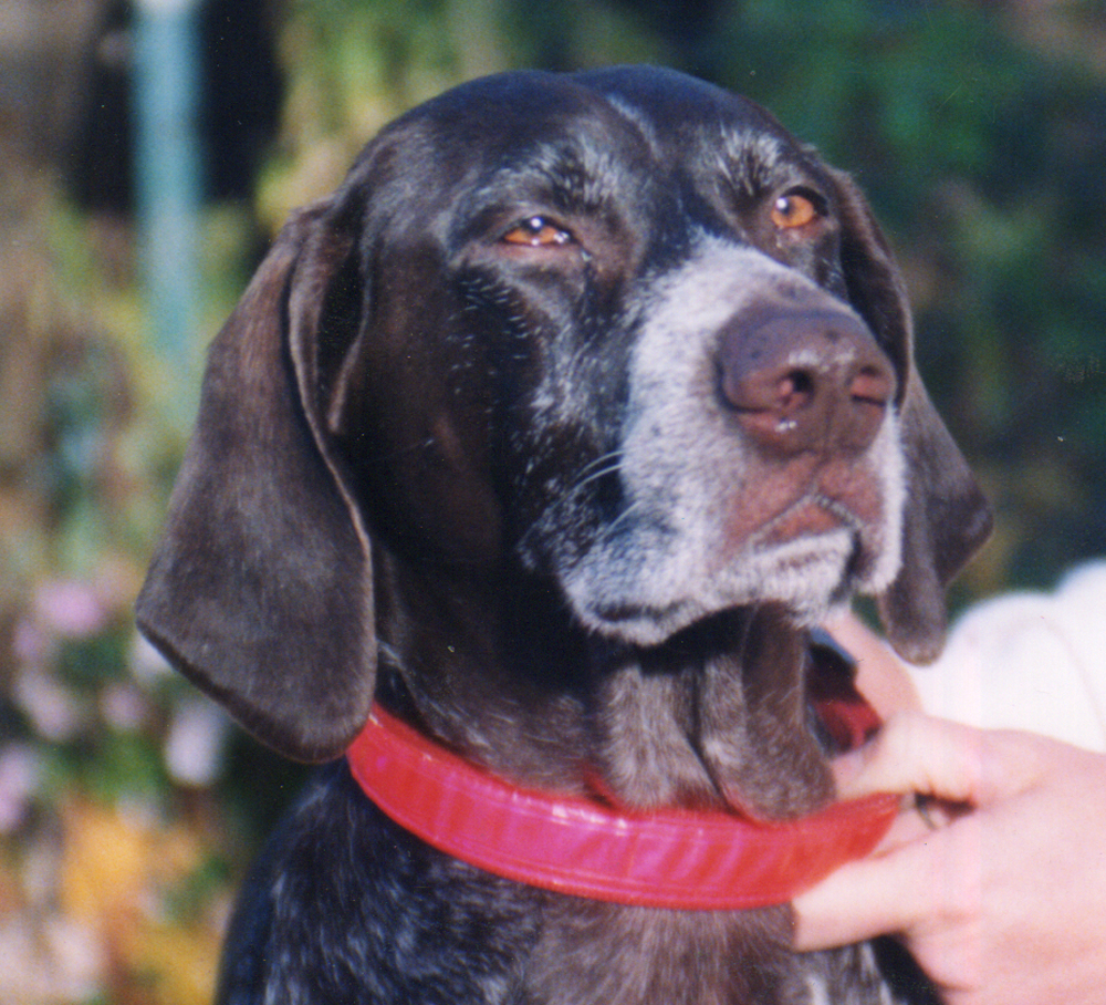 photo of portrait of german short-haired pointer dog