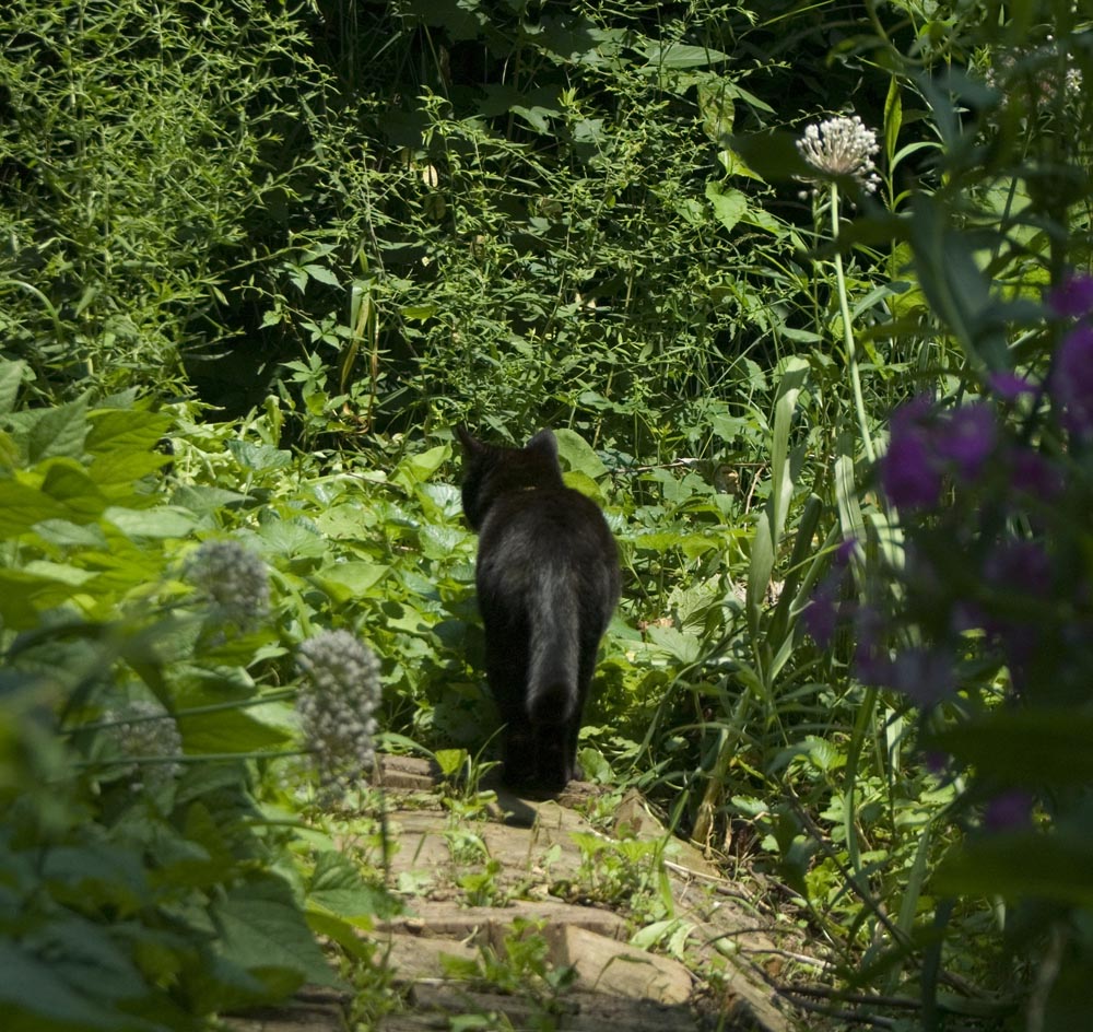 black cat in garden