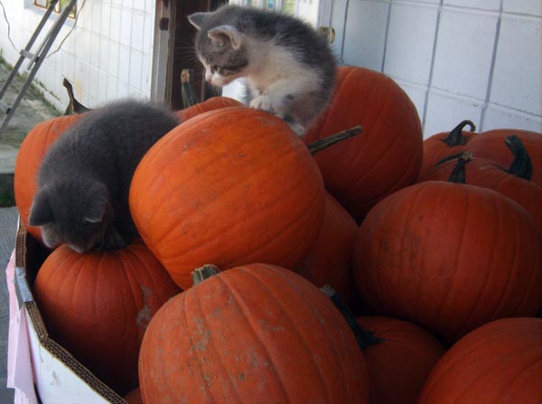 kittens and pumpkins