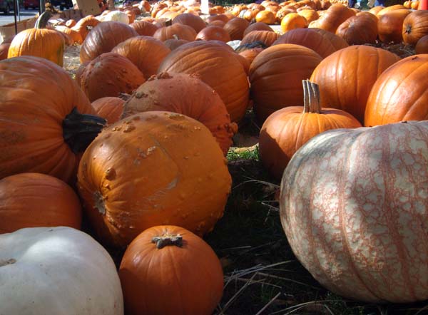 selection of pumpkins