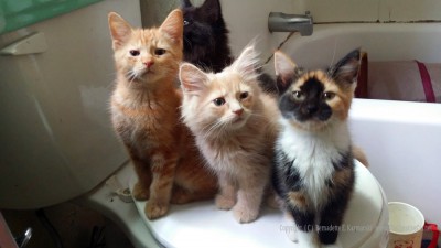 Crayola, Samwise and Splash are ready for action! Or second breakfast! Higgins has other plans. Crayola is still up for adoption!