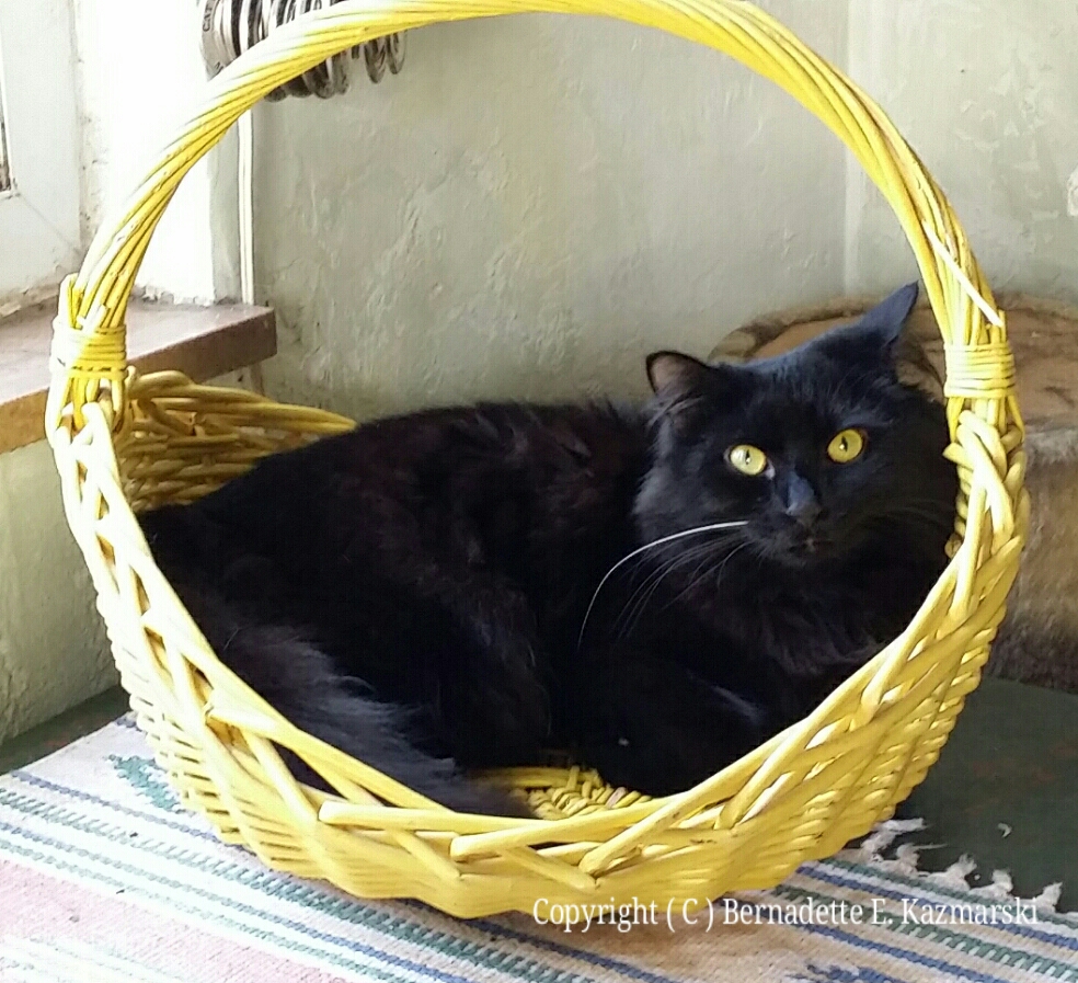 Basil in his basket.