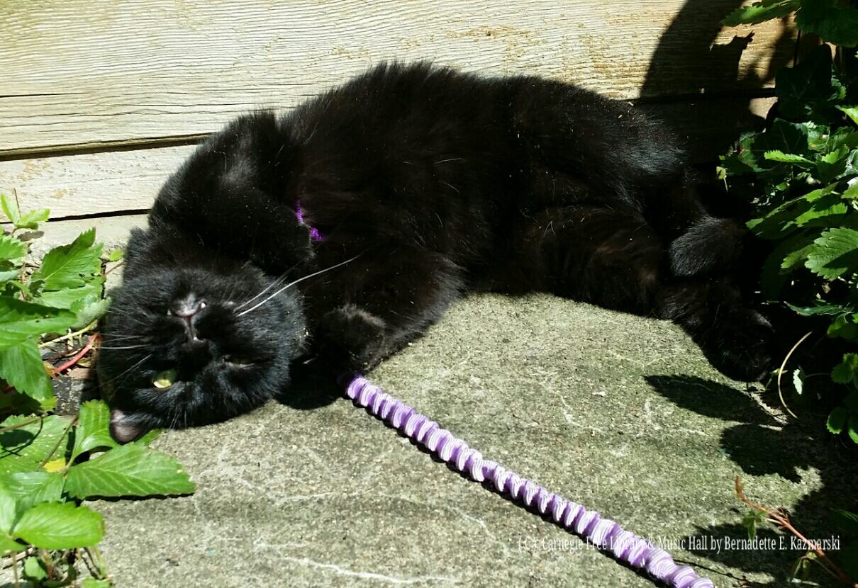 Nothing like a roll around on sun-warmed concrete and getting some sun on your belly! Mewsette joined Mimi and me outside this morning.