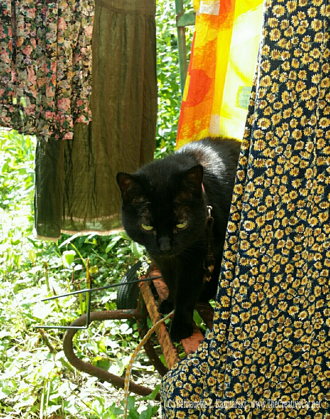 Mimi enjoys cool shade between my dresses hanging on the line.