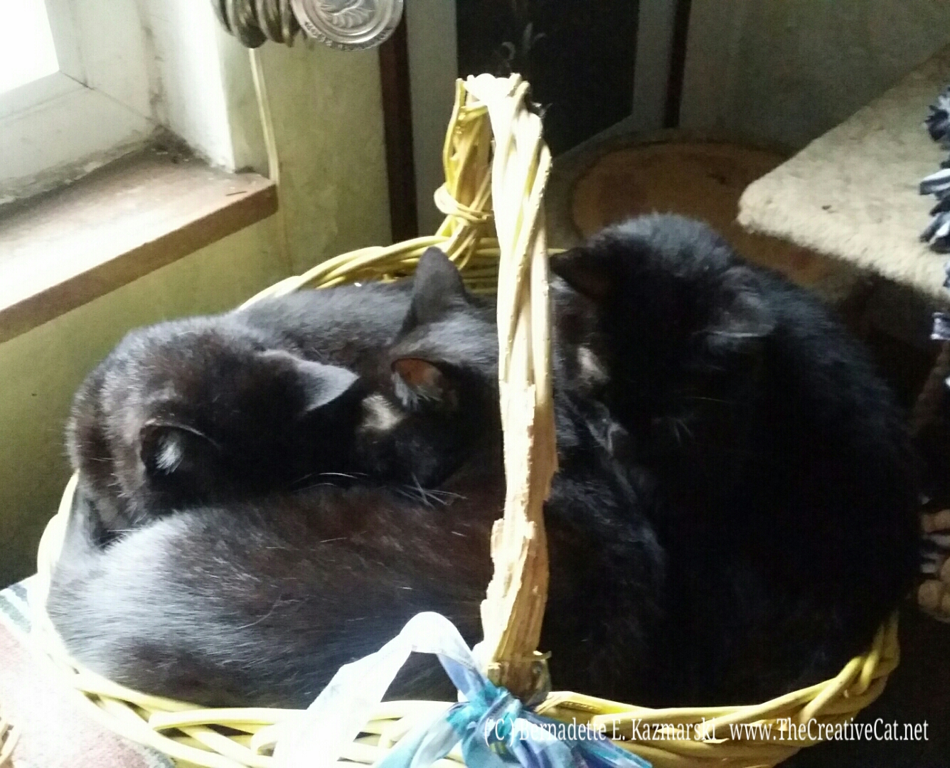 Three brothers in a basket, just right for a rainy day.