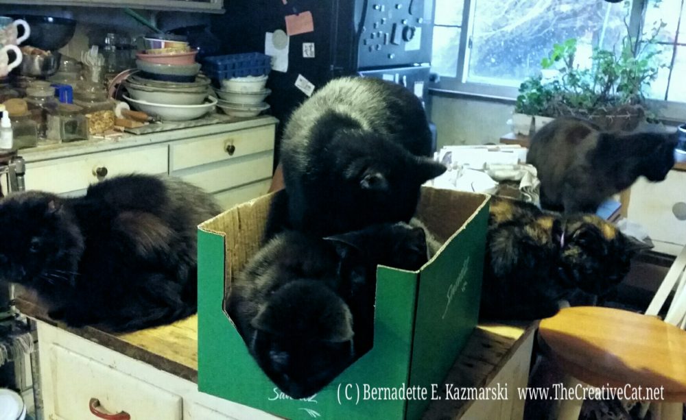photo of cats in box