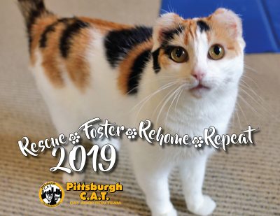 Rescue, Foster, Rehome, Repeat 2019: Pittsburgh C.A.T. 2019 Calendar