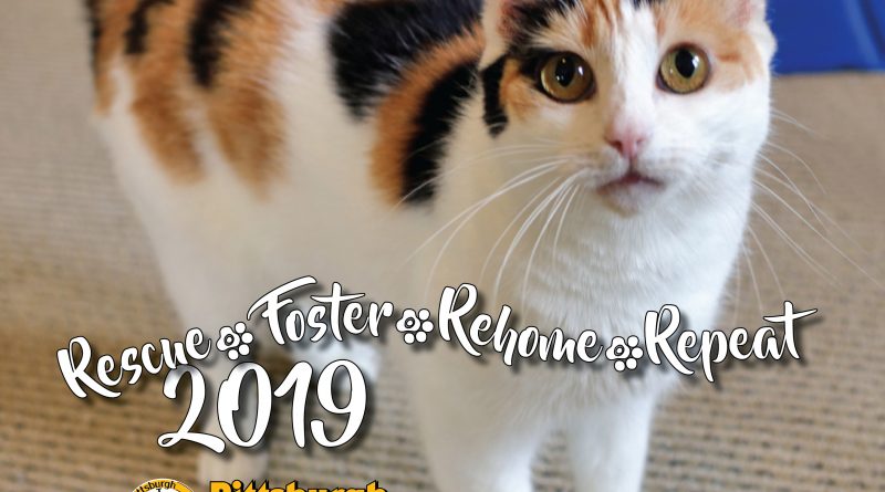 Rescue, Foster, Rehome, Repeat 2019: Pittsburgh C.A.T. 2019 Calendar