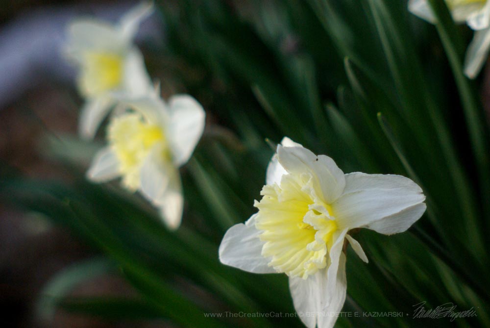 The special pale yellow daffodils I had planted with Allegro.