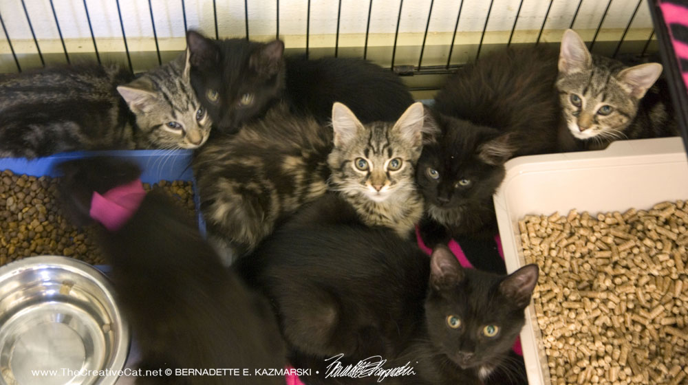 Seven kittens rescued from hoarding.