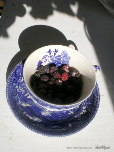 An antique teacup of raspberries from my back yard which Namir and Cookie supervised me harvesting.